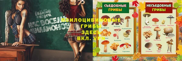 стафф Алзамай